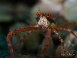 Critter Long-Limbs: a Common Squat Lobster (Munida pusill... by Jade Hoksbergen 